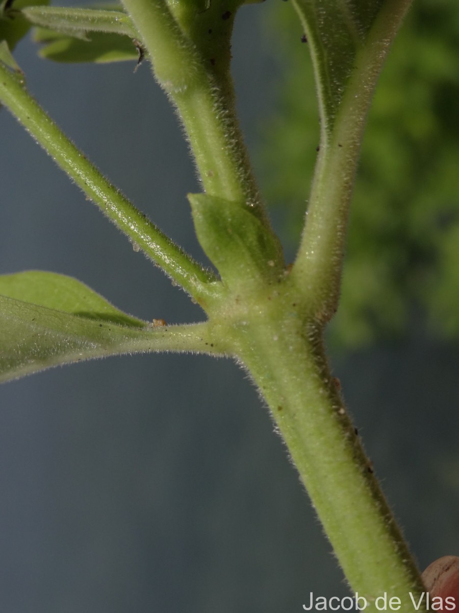 Morinda coreia Buch.-Ham.